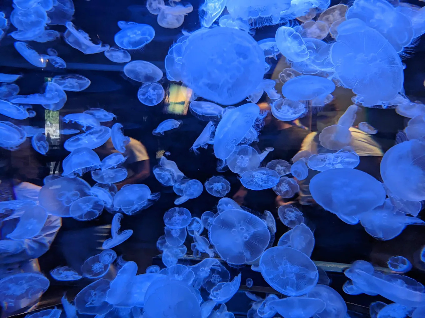 Vancouver Aquarium